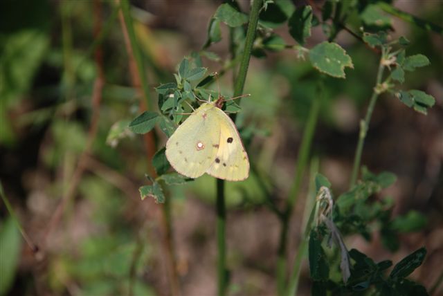 Colias croceus